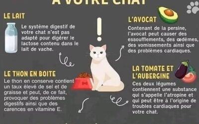 Les aliments à ne JAMAIS donner à votre chat