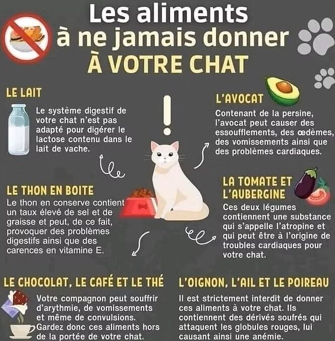 Les aliments à ne JAMAIS donner à votre chat