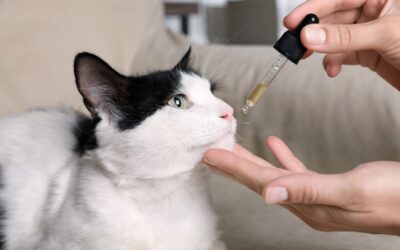 VIVRE AVEC UN CHAT FIV+