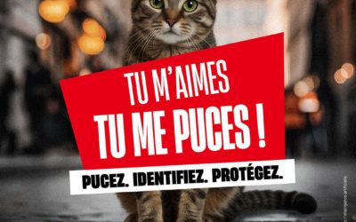 Semaine nationale de l’identification : protéger son chat, c’est aussi lui donner une identité