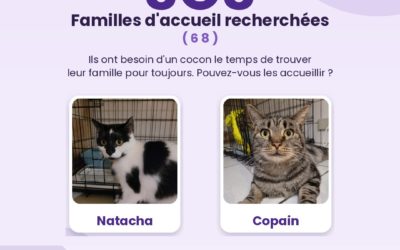 BESOIN DE VOTRE AIDE : Familles d&rsquo;accueil recherchées (68)