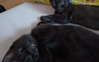 Poppy et Choupette